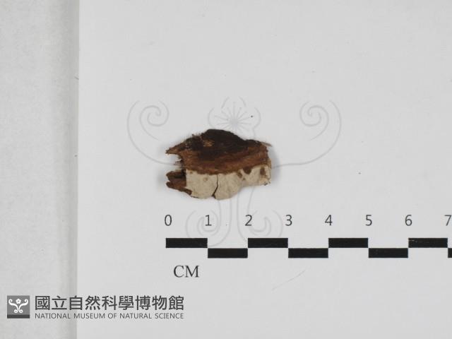登錄號:F0033300藏品圖，第1張