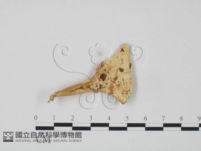 紅菇屬藏品圖，第1張