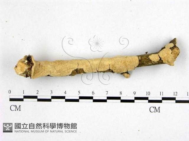 登錄號:F0000210藏品圖，第1張