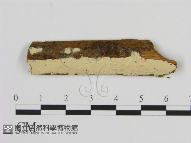 絲齒菌屬藏品圖，第1張