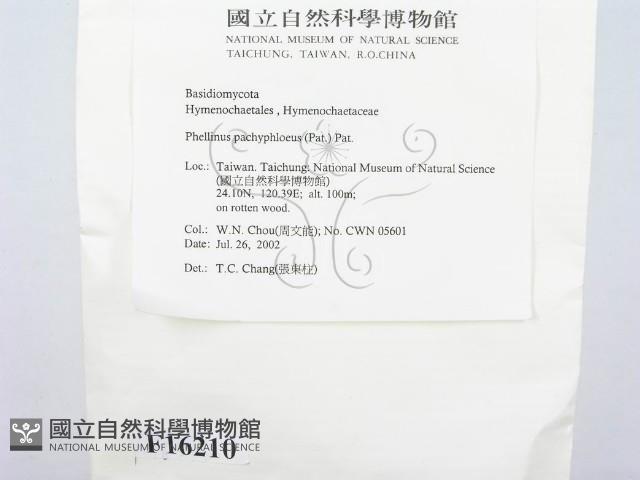 金邊纖孔菌藏品圖，第3張