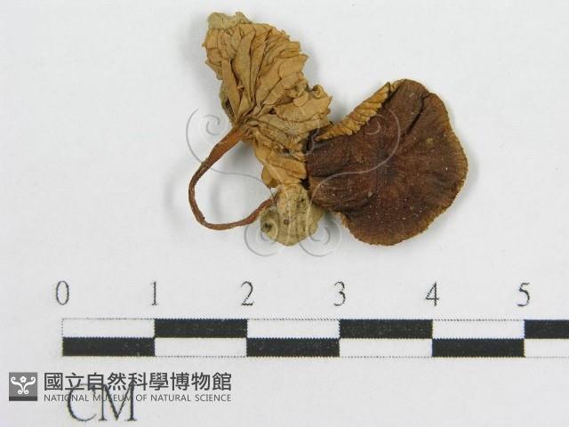 粉褶菌屬藏品圖，第1張