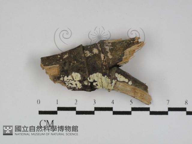 登錄號:F0031210藏品圖，第1張