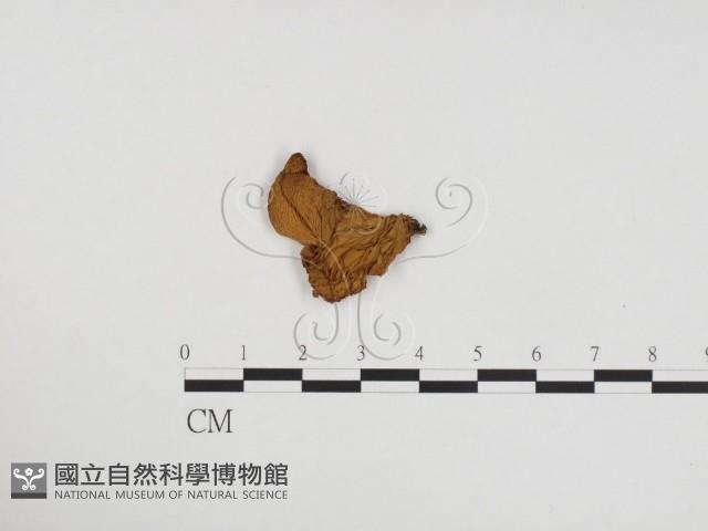 登錄號:F0024210藏品圖，第1張