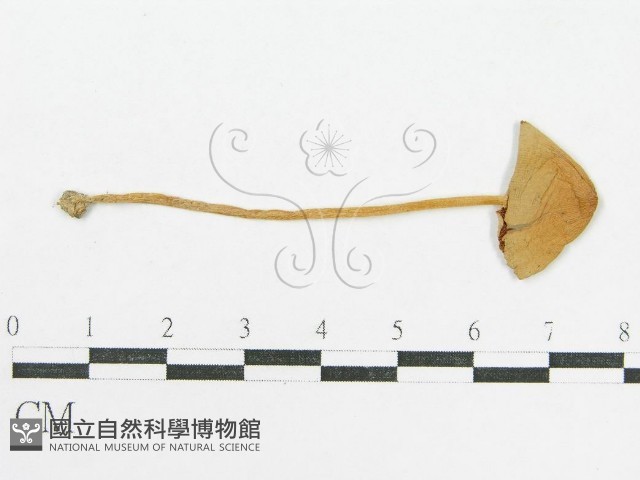 登錄號:F0014210藏品圖，第1張