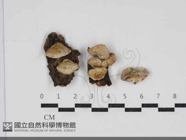 登錄號:F0034210藏品圖，第1張