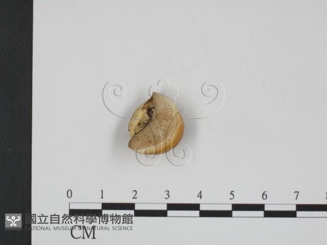 登錄號:F0002210藏品圖，第1張