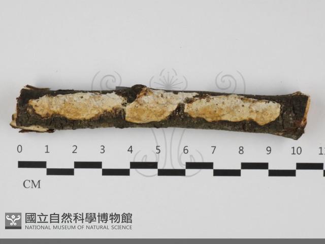 登錄號:F0032210藏品圖，第1張