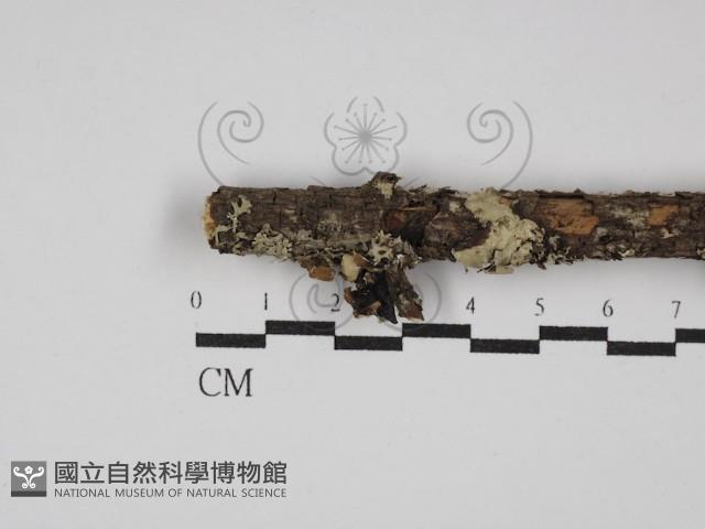 登錄號:F0027210藏品圖，第1張