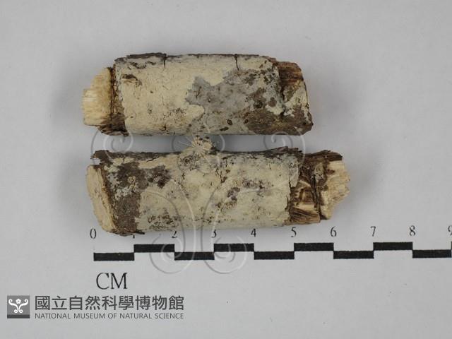 登錄號:F0029210藏品圖，第1張