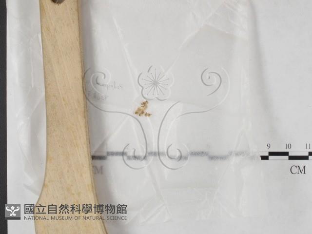 登錄號:F0023210藏品圖，第1張