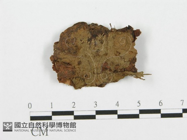 登錄號:F0003210藏品圖，第1張