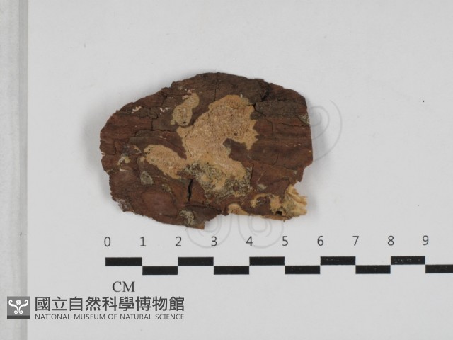登錄號:F0033210藏品圖，第1張
