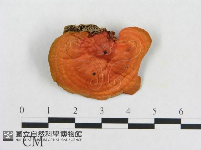 血紅密孔菌藏品圖，第1張