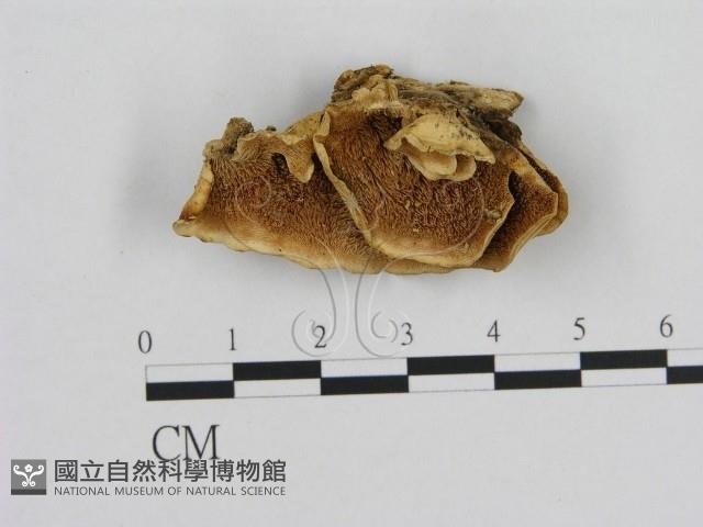 登錄號:F0020810藏品圖，第1張