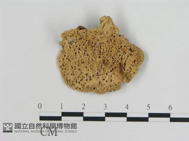 登錄號:F0010810藏品圖，第1張