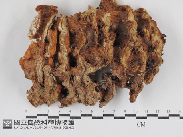 登錄號:F0030810藏品圖，第1張