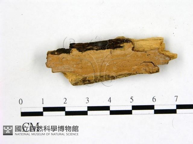 登錄號:F0016810藏品圖，第1張
