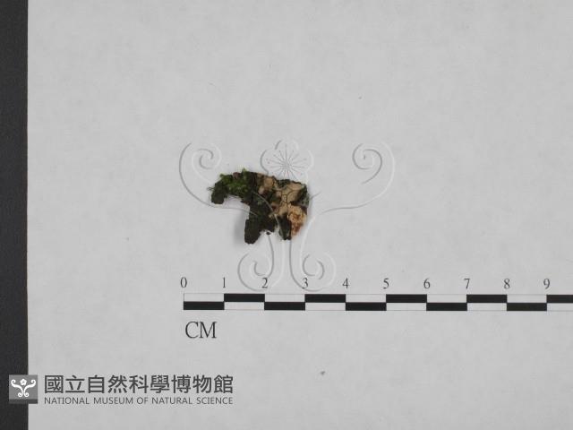 韌革菌屬藏品圖，第1張