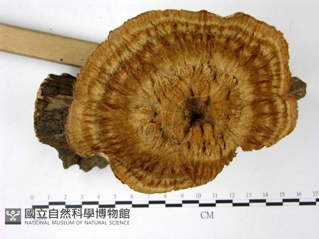 優雅波邊革菌藏品圖，第1張