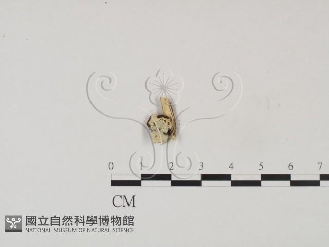 登錄號:F0002810藏品圖，第1張