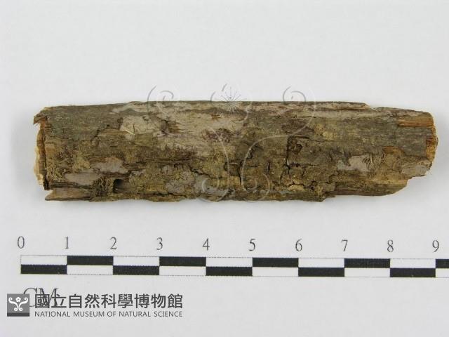 筍殼菌屬藏品圖，第1張
