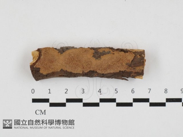 登錄號:F0032810藏品圖，第1張