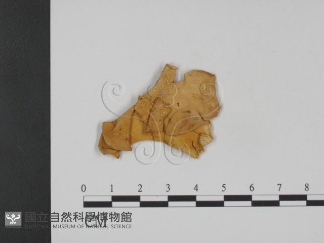 登錄號:F0007810藏品圖，第1張