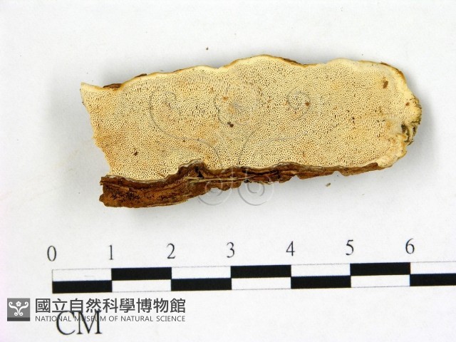 登錄號:F0005810藏品圖，第1張