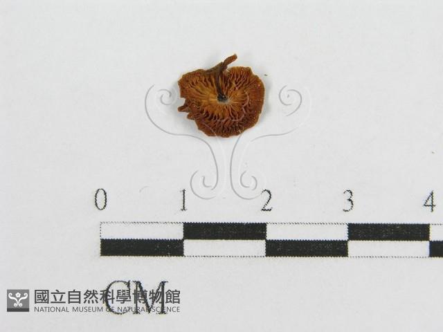微皮傘屬藏品圖，第1張