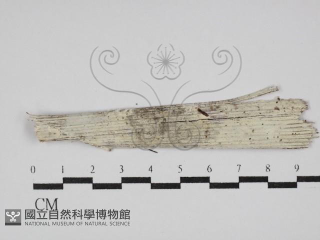 館號:F0029810藏品圖，第1張