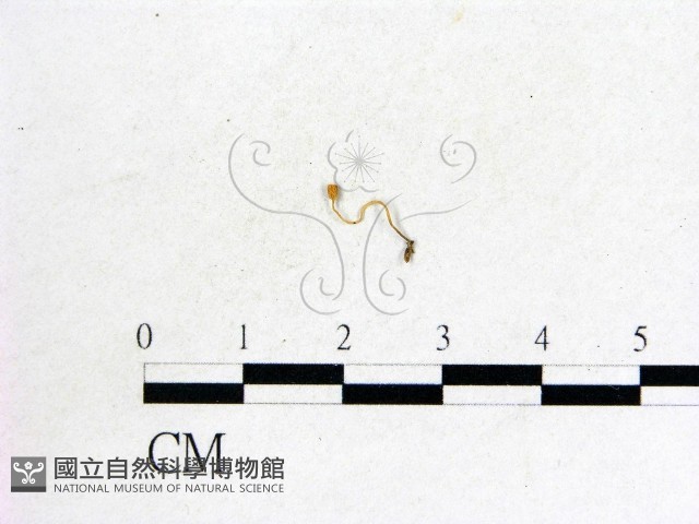 登錄號:F0009810藏品圖，第1張