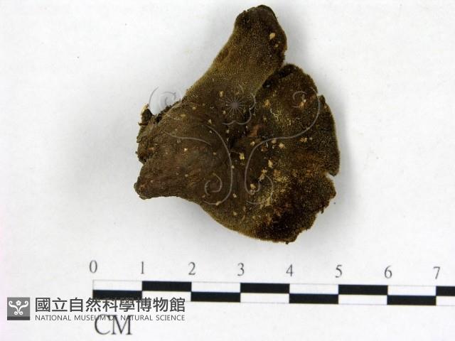 登錄號:F0019810藏品圖，第1張