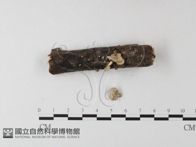 登錄號:F0023810藏品圖，第1張