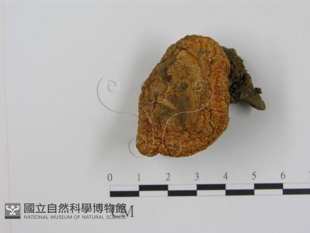 乳菇屬藏品圖，第1張