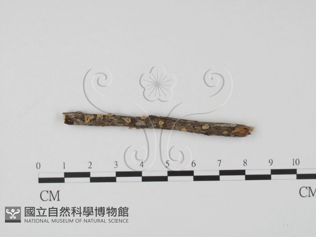 登錄號:F0013810藏品圖，第1張