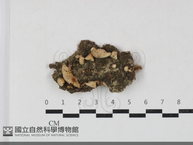 登錄號:F0033810藏品圖，第1張