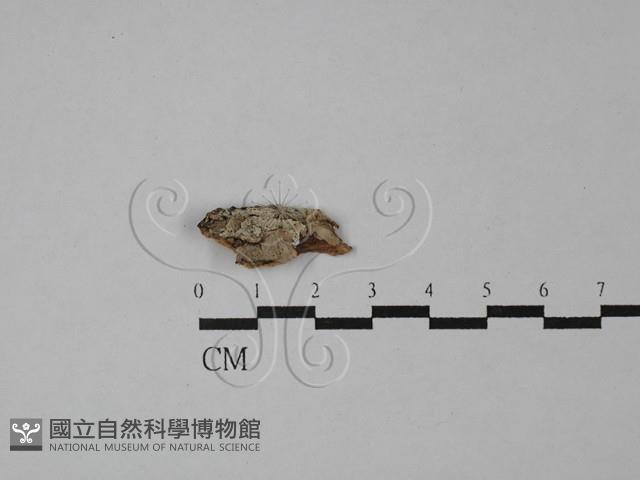 登錄號:F0028910藏品圖，第1張