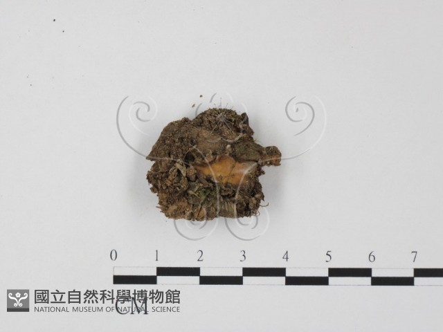 登錄號:F0008910藏品圖，第1張