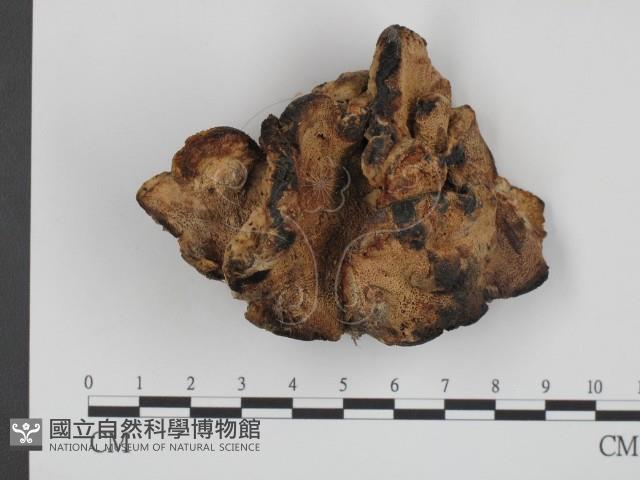 登錄號:F0020910藏品圖，第1張