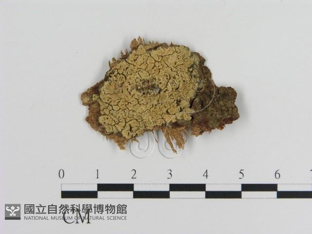 登錄號:F0000910藏品圖，第1張