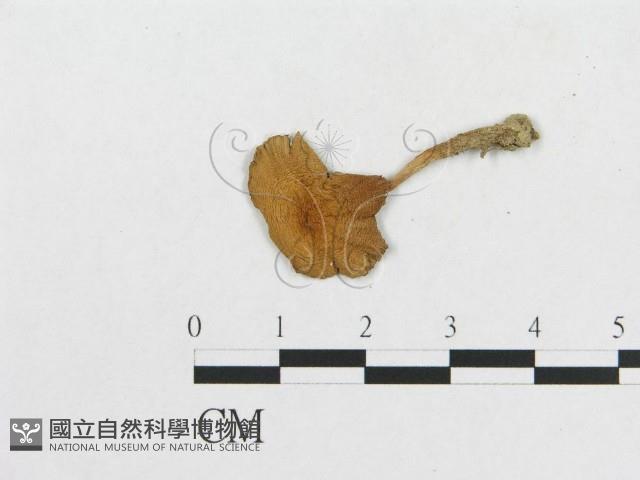 登錄號:F0010910藏品圖，第1張