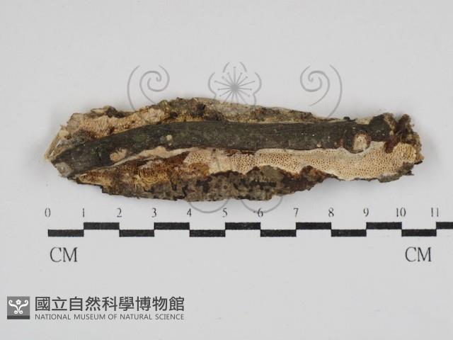 登錄號:F0030910藏品圖，第1張