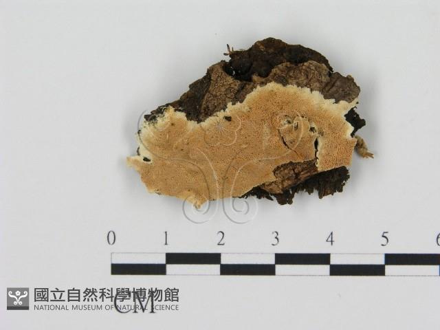 登錄號:F0006910藏品圖，第1張