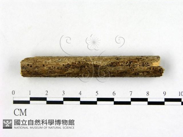 登錄號:F0016910藏品圖，第1張