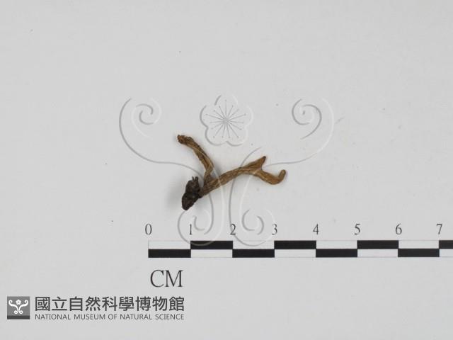 炭角菌屬藏品圖，第1張