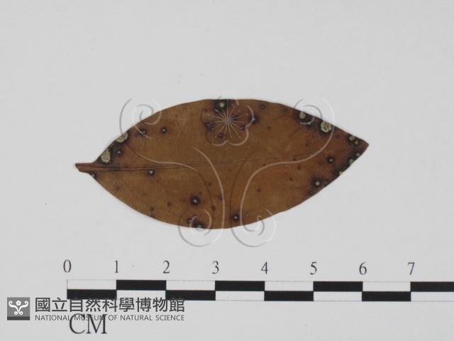登錄號:F0011910藏品圖，第1張