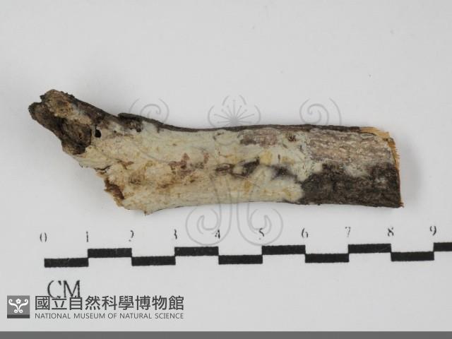登錄號:F0031910藏品圖，第1張
