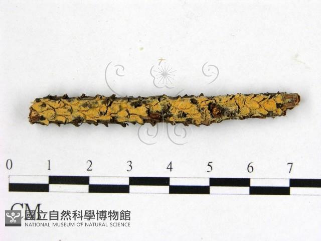 登錄號:F0014910藏品圖，第1張