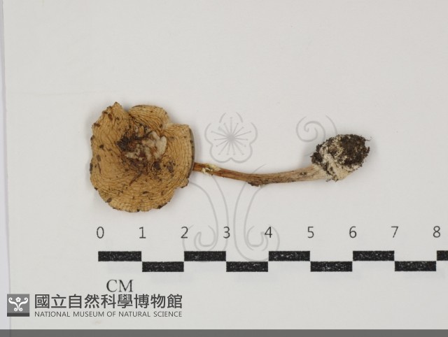 登錄號:F0034910藏品圖，第1張